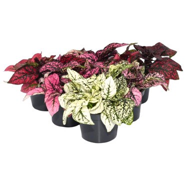 Collection of 6 Polka Dot Plants